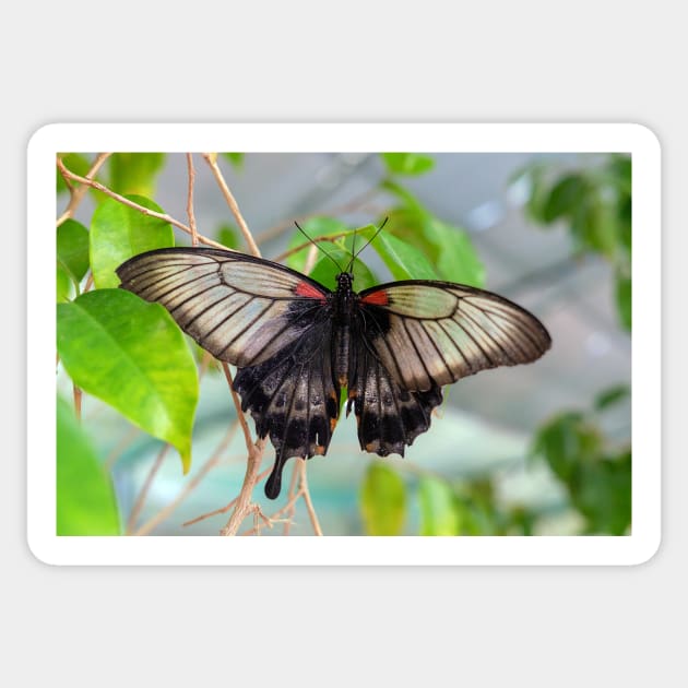 Common Mormon Butterfly - Papilio Polytes Sticker by likbatonboot